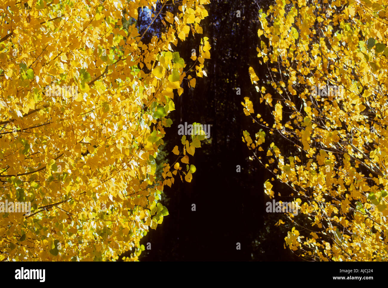 Aspen trees yellow leaves hi-res stock photography and images - Alamy