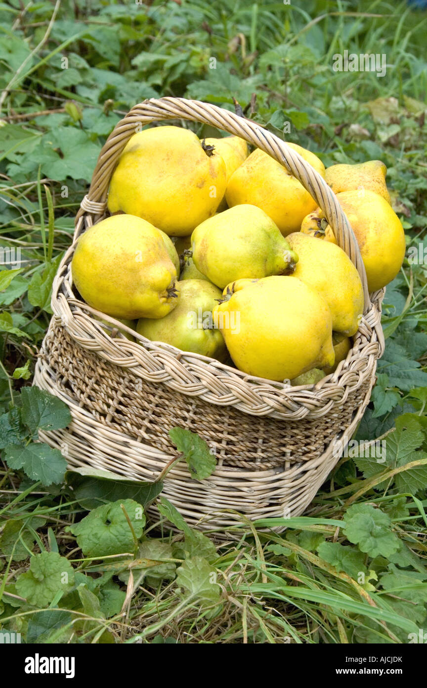 Quince basket hi-res stock photography and images - Alamy