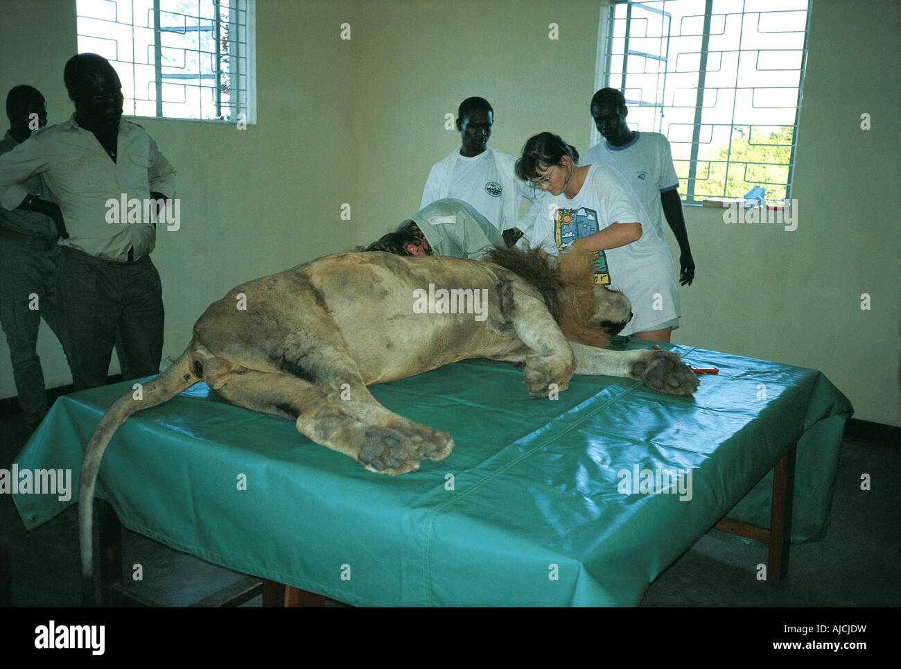 Lion poisoned with herbicide receiving medical attention at the Headquarters of Queen Elizabeth National Park Uganda East Africa Stock Photo
