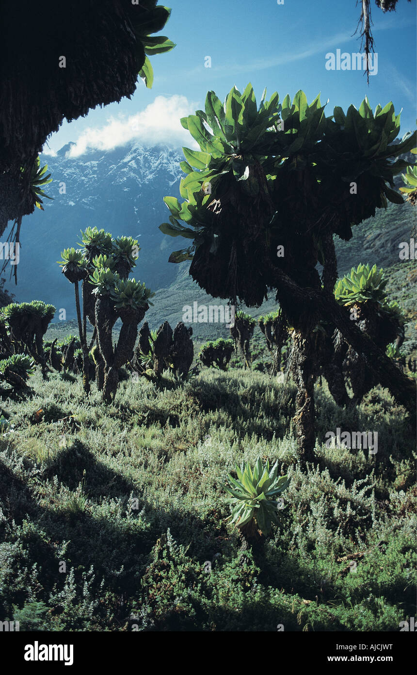 Giant Senecios Lobelias and other vegetation high in the Ruwenzori Mountains of Uganda East Africa Stock Photo