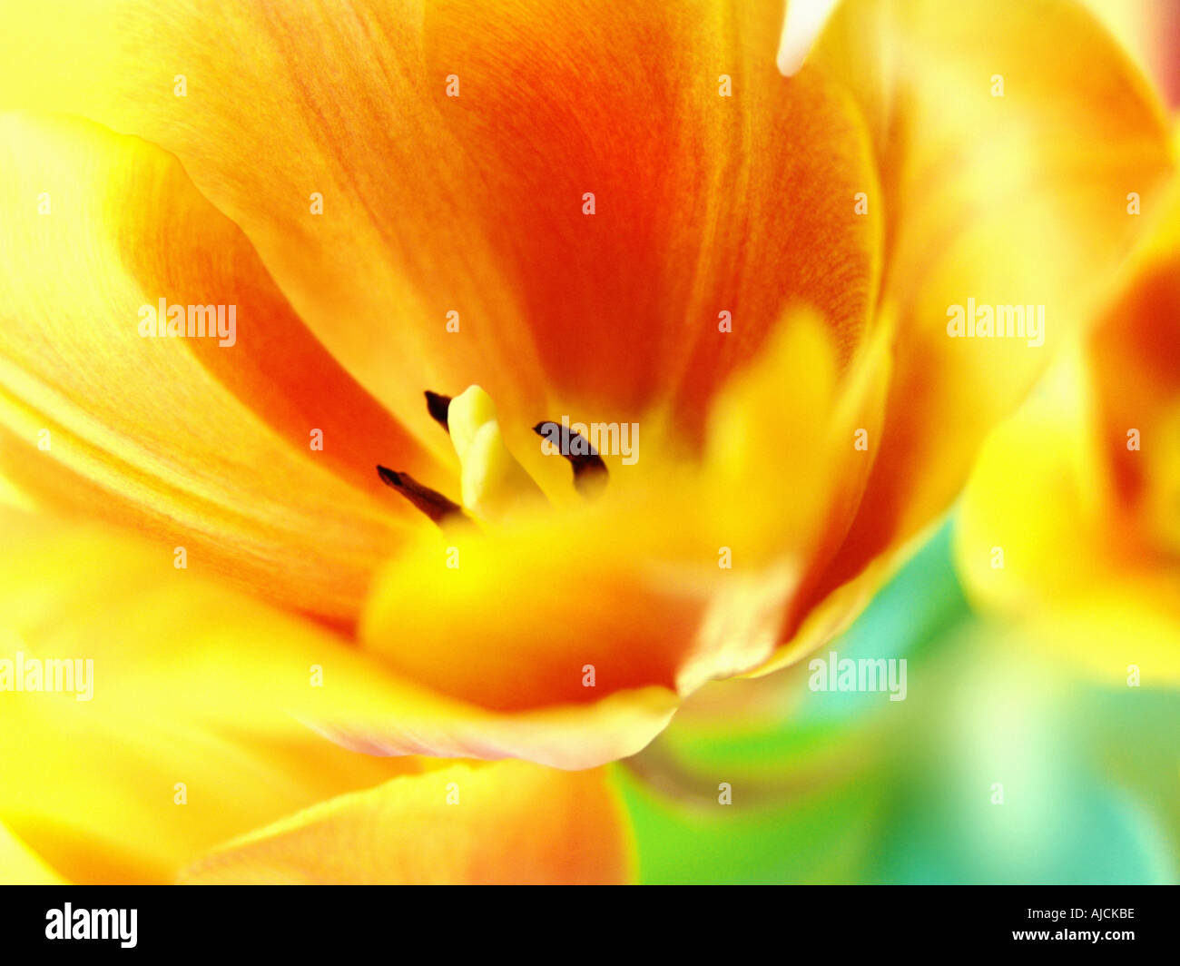 Tulip close up detail Stock Photo - Alamy