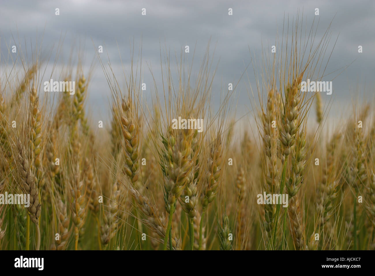 AGRICULTURE  Wheat field in Prairies of Alberta, Canada, North America. Stock Photo