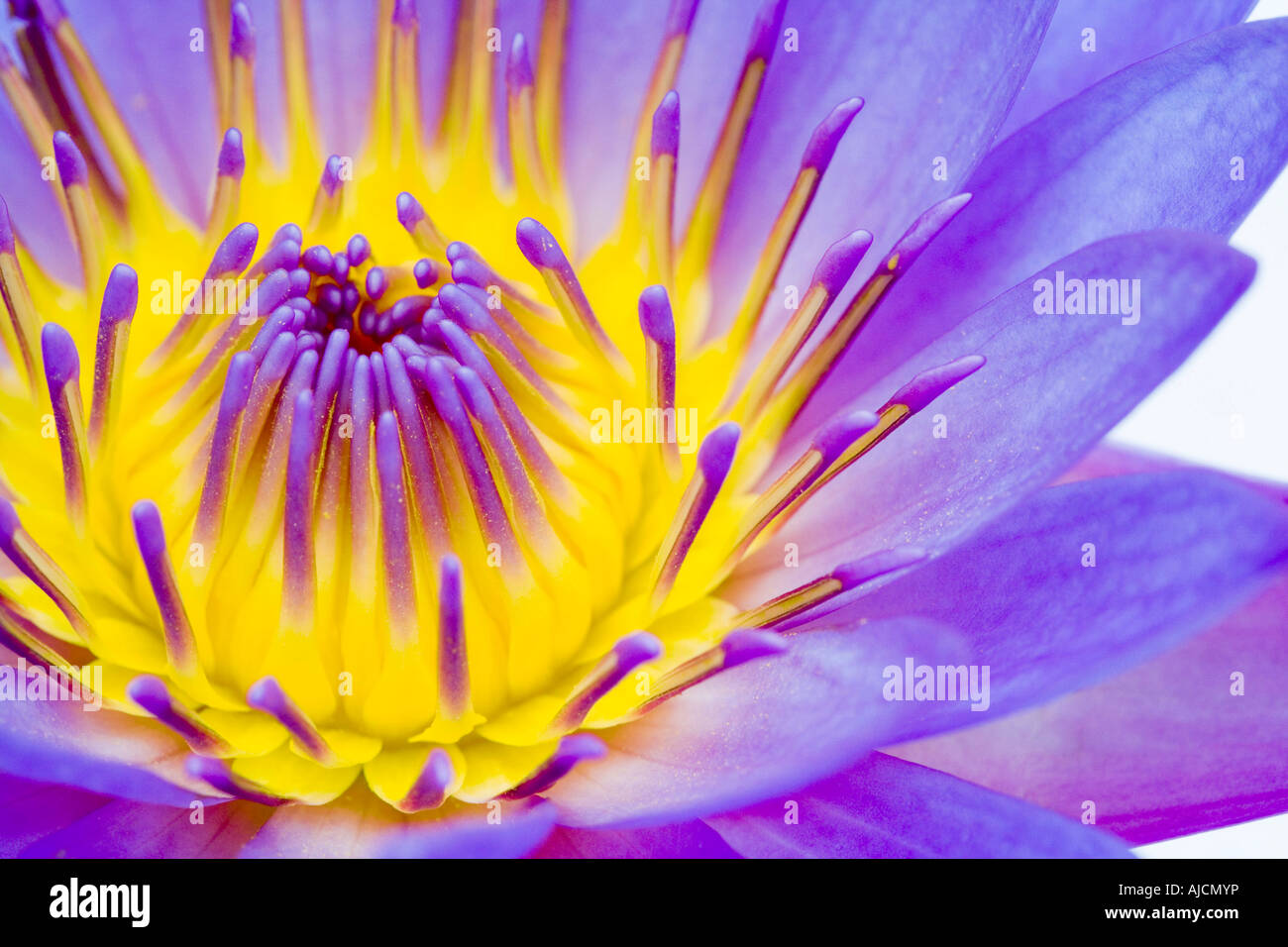Nymphaea caerulea. Tropical waterlily against white background Stock Photo