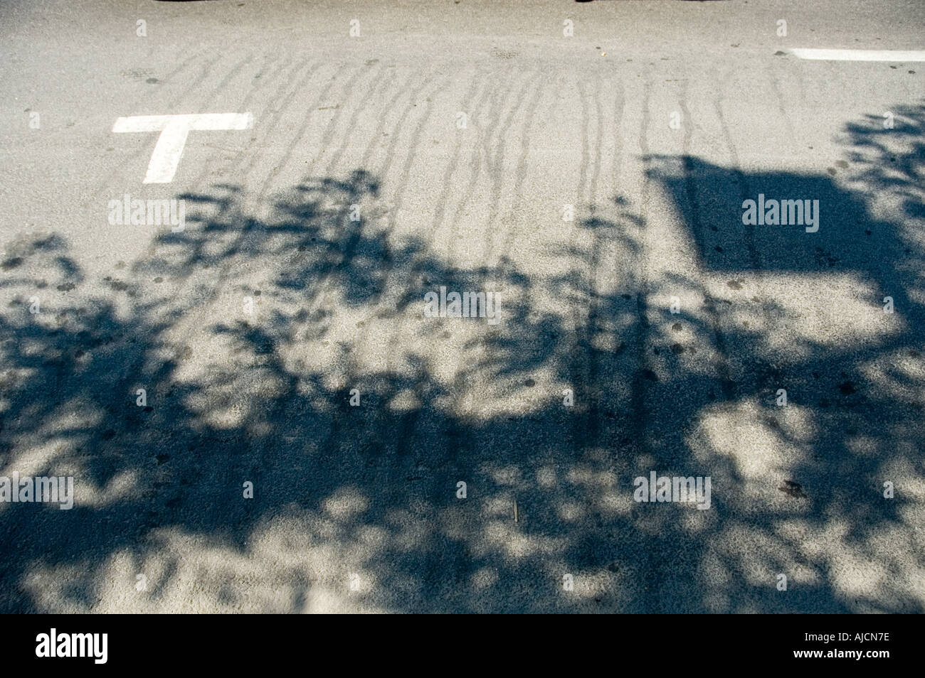 T letter for tree Abstraction from shadows and traces on St Denis street Montreal summer 2005 Stock Photo