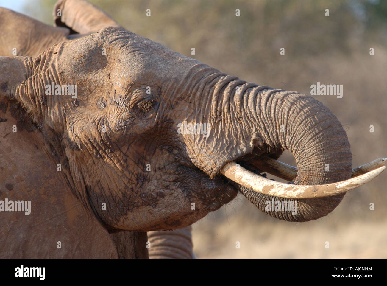 Elephant drinking Stock Photo