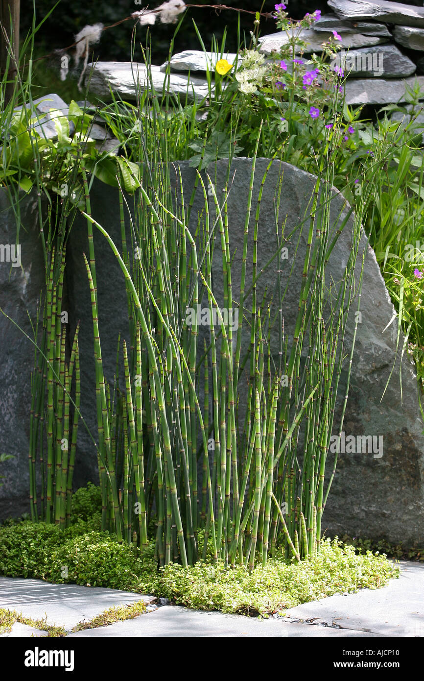 the cumbrian fellside garden designers kim wilde richard lucas chelsea flower show 2005 stock image - Wilde Garden the cumbrian fellside garden designers kim wilde richard lucas chelsea flower show 2005 stock image - Wilde Garden