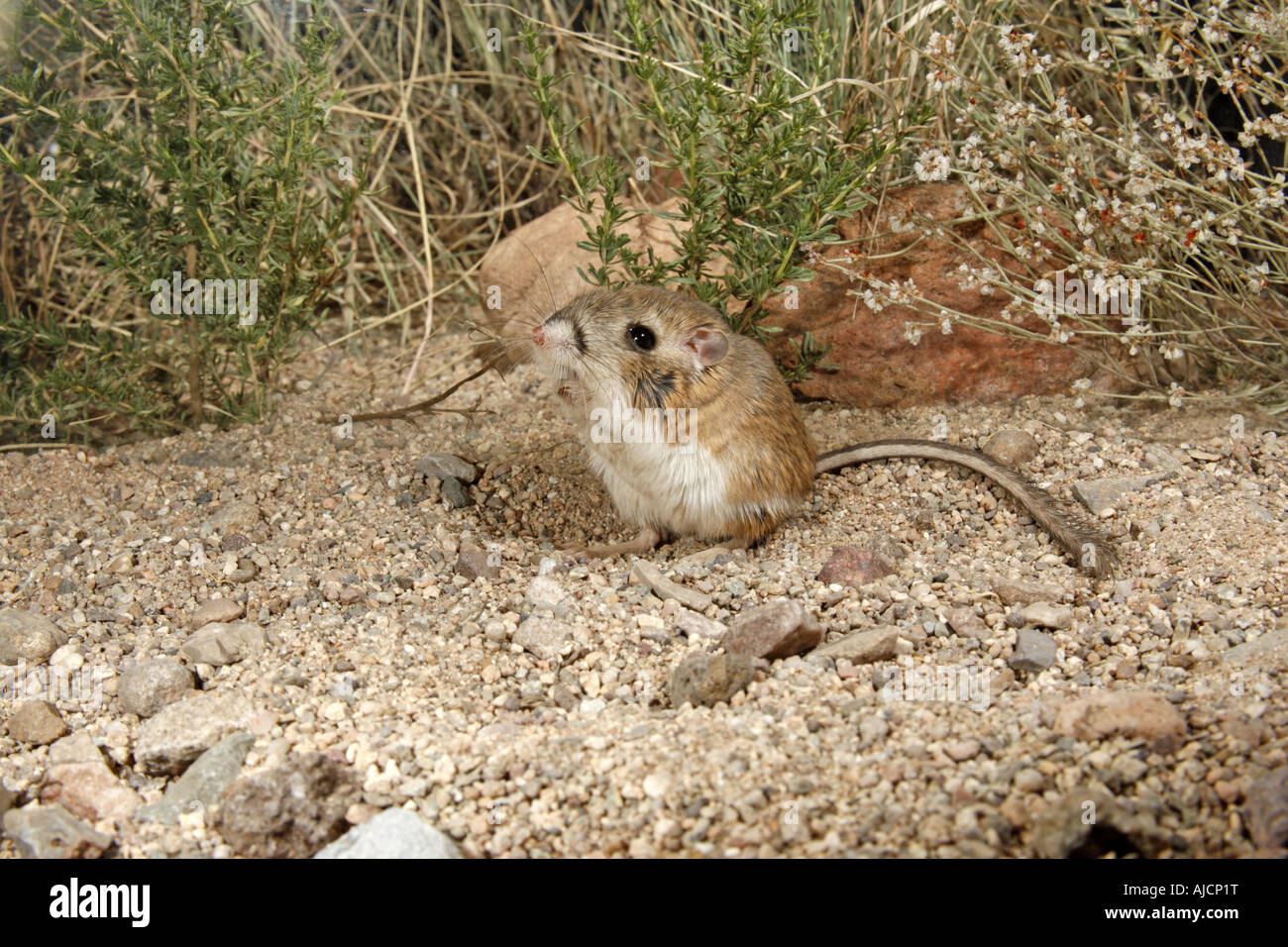 Kangaroo Rat, Dipodomys Merriami Stock Photos & Kangaroo Rat, Dipodomys ...