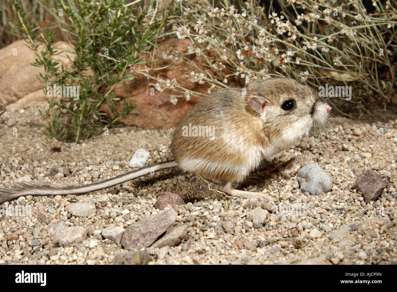 The Kangaroo Mouse (genus Microdipodops) are native to the Southwest