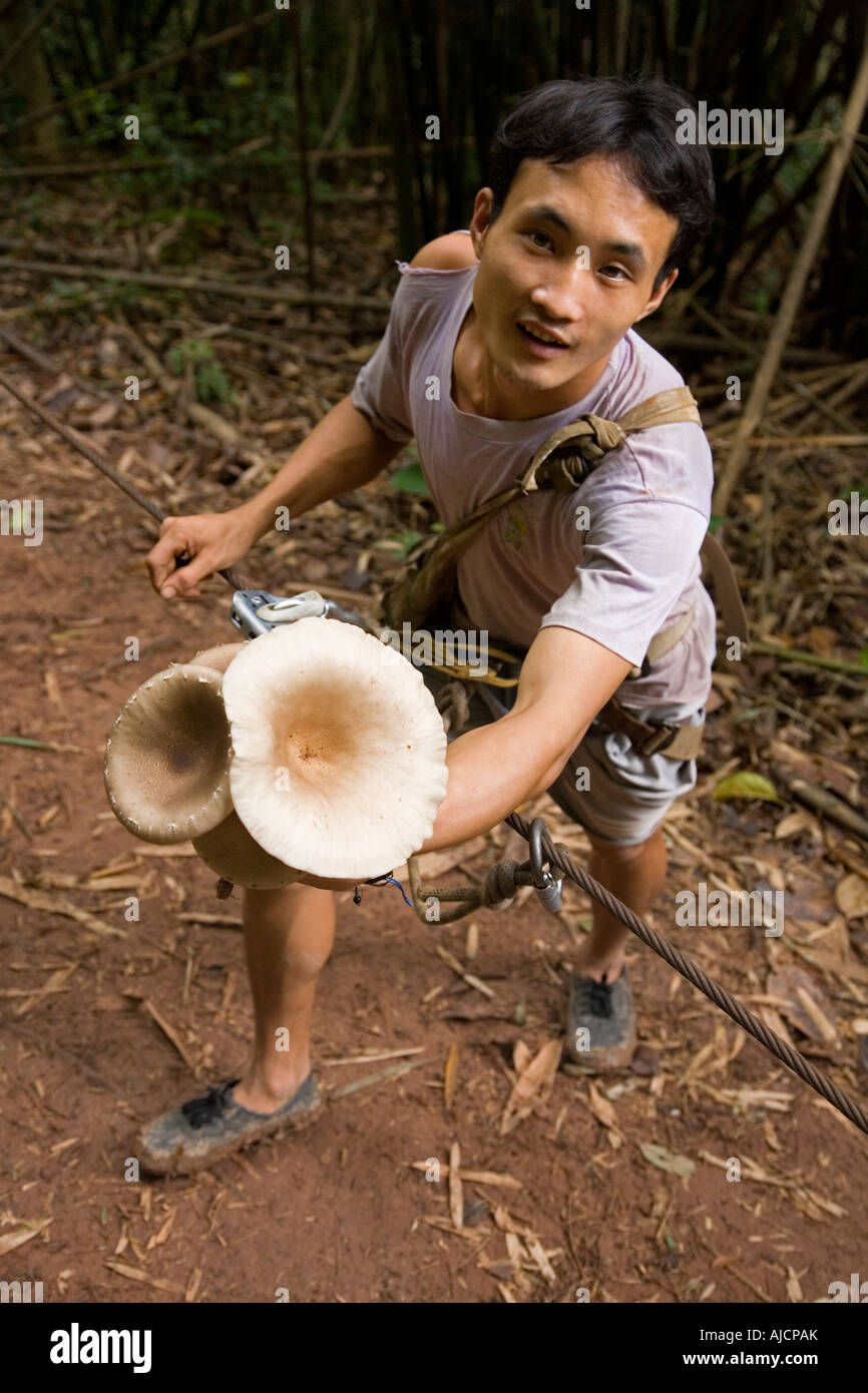 Guide collecting mushrooms for cooking at The Gibbon Experience near Huay Xai on the Mekong river near the Laos Thai border Stock Photo