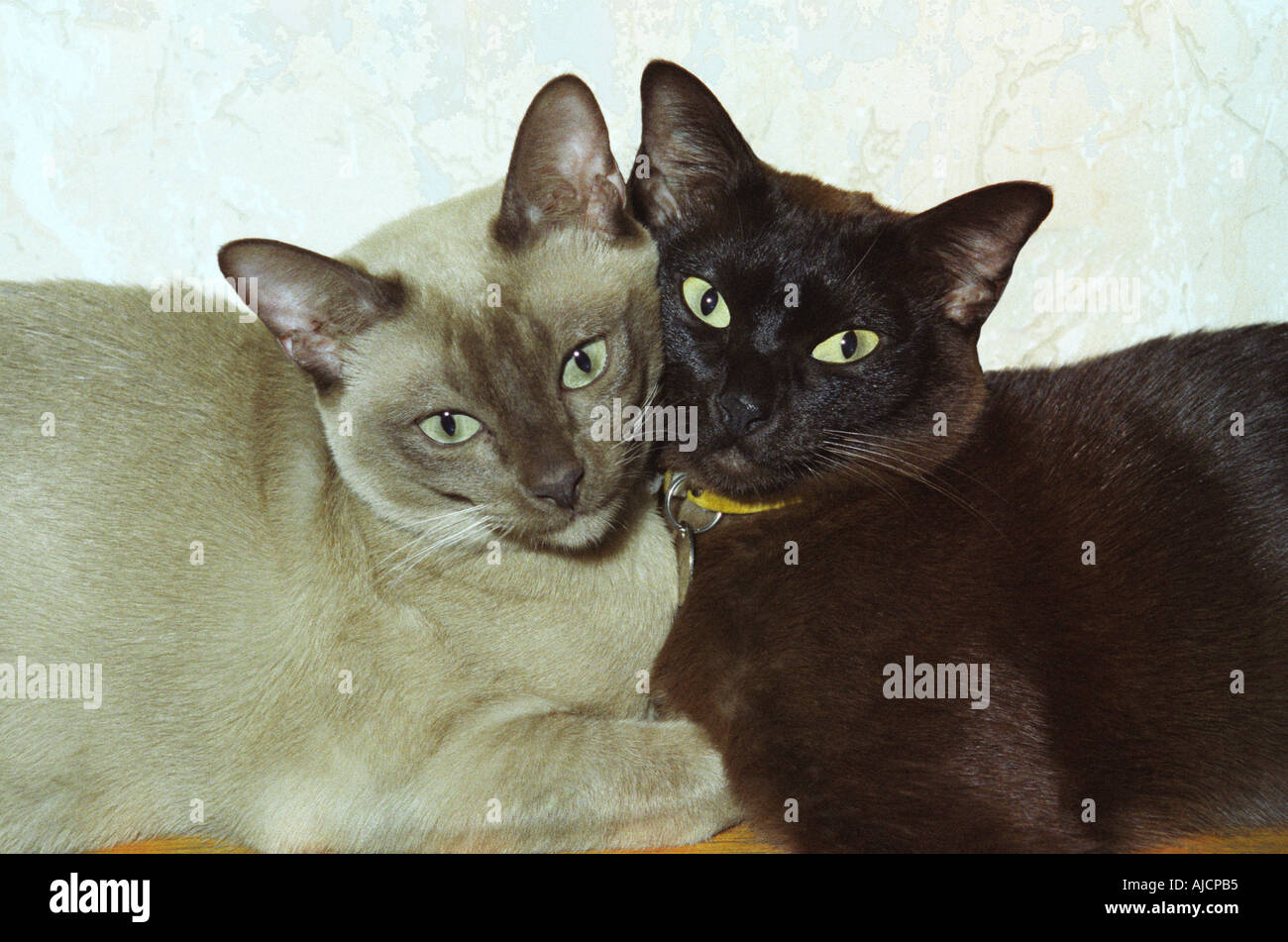 Two Burmese cats get as close as possible Stock Photo