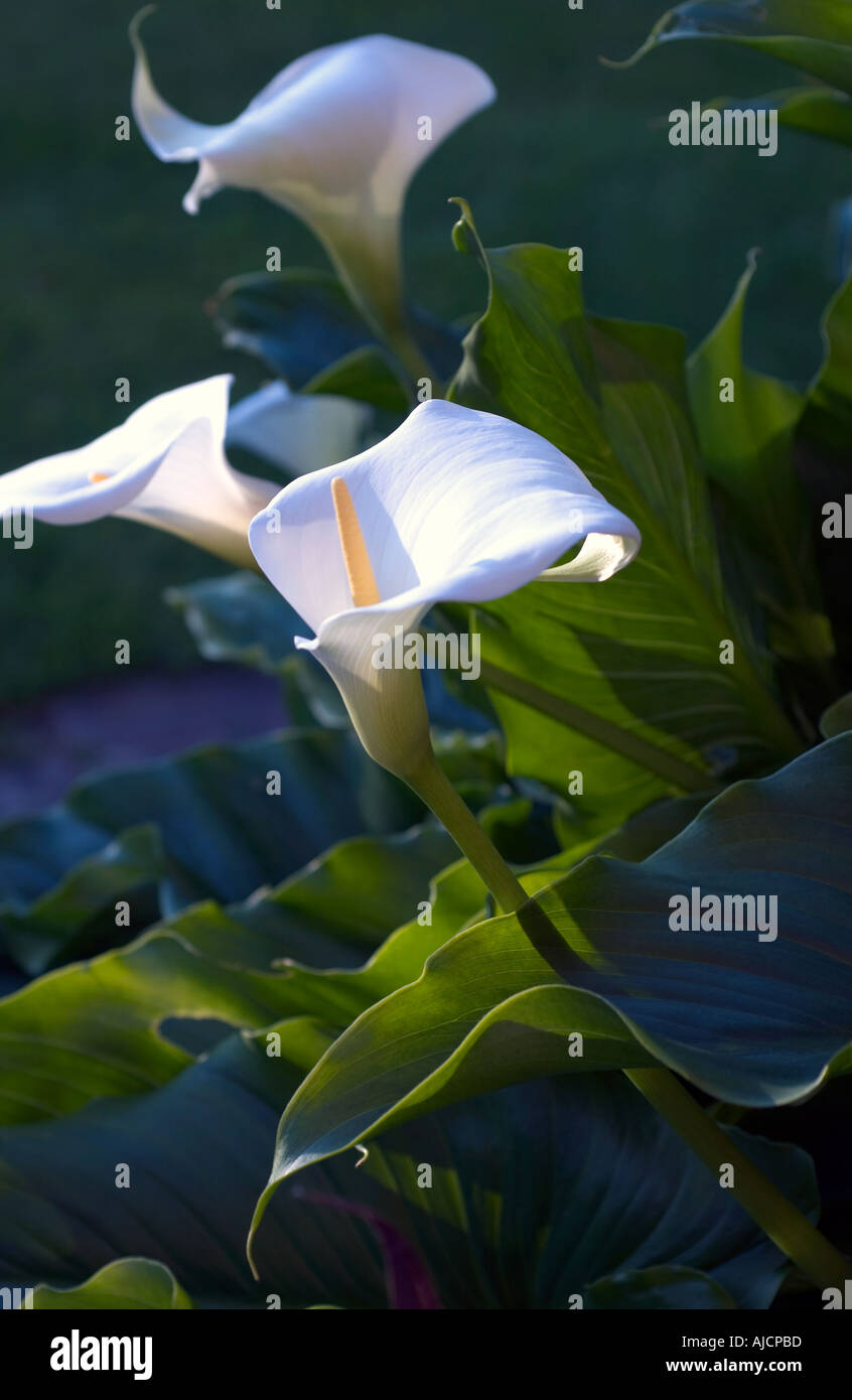 Graceful white calla lilies in evening sun Stock Photo Alamy