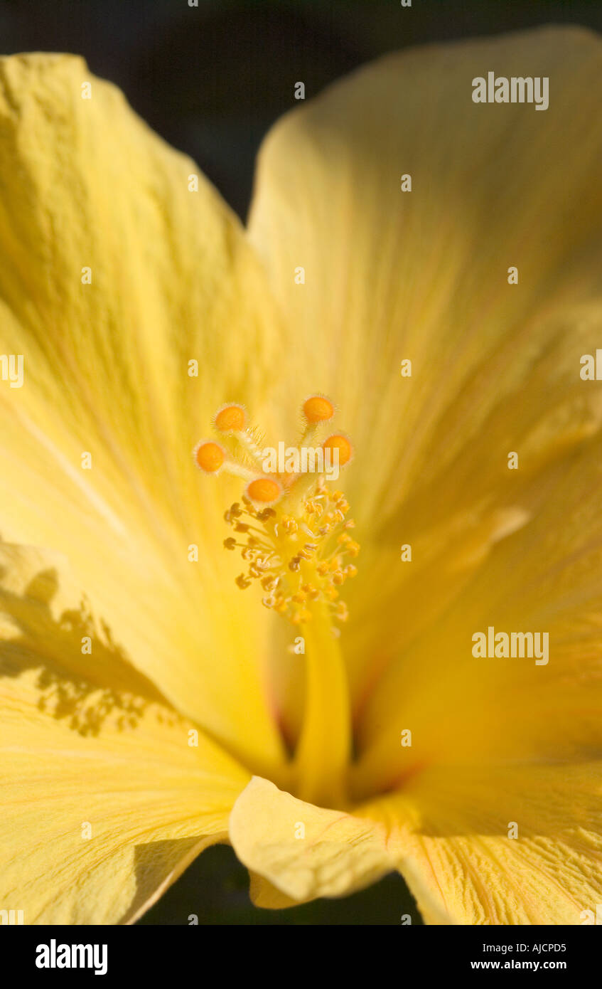 Close up of centre of a single yellow hibiscus flower Stock Photo - Alamy