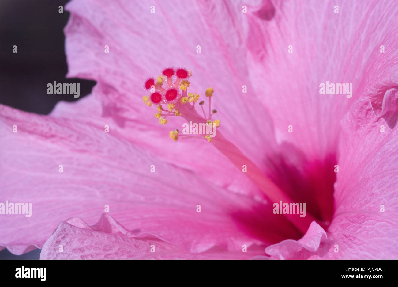 Close up of the pollen laden stamens of a pink hibiscus flower Stock Photo