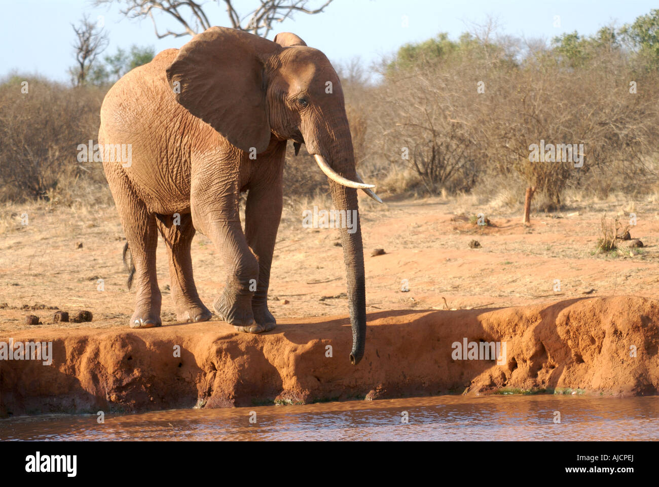 Elephant drinking at watering hole Stock Photo