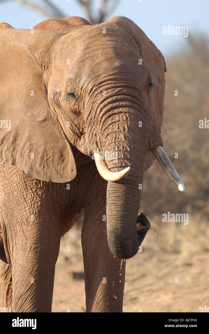 Elephant Watching Stock Photo