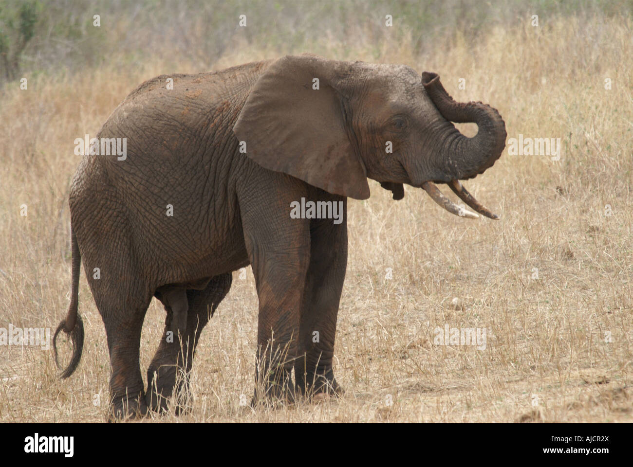 Elephant Trumpeting Stock Photo