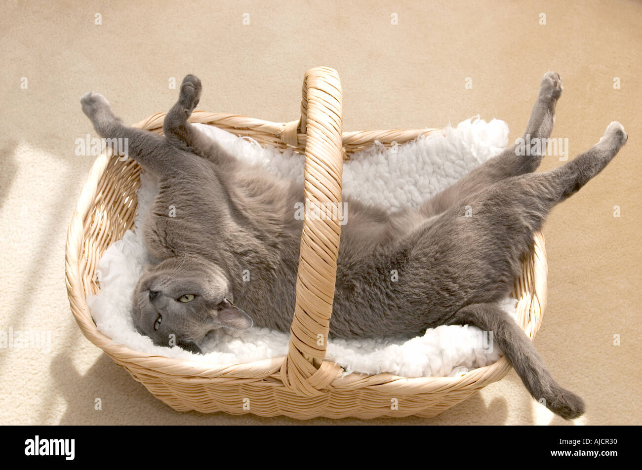 Burmese cat in laid-back mode in cat basket Stock Photo