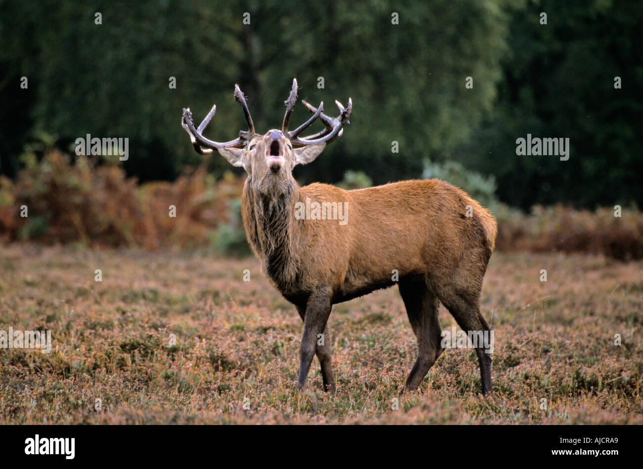 Red deer stag (Cervus elaphus), New Forest, Hampshire, England, UK Stock Photo