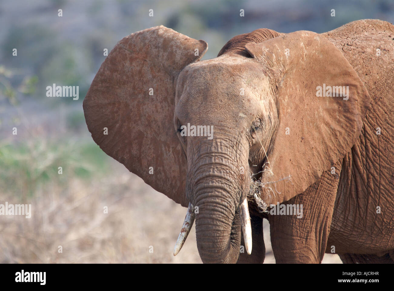 Elephants huge ears Stock Photo