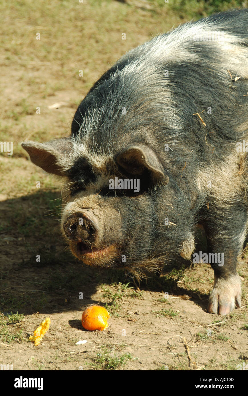 Essex Kune Kune breed of pig imported from New Zealand pig in pen about