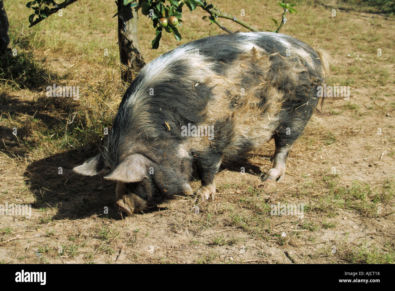 Essex Kune Kune breed of pig imported from New Zealand pig in apple