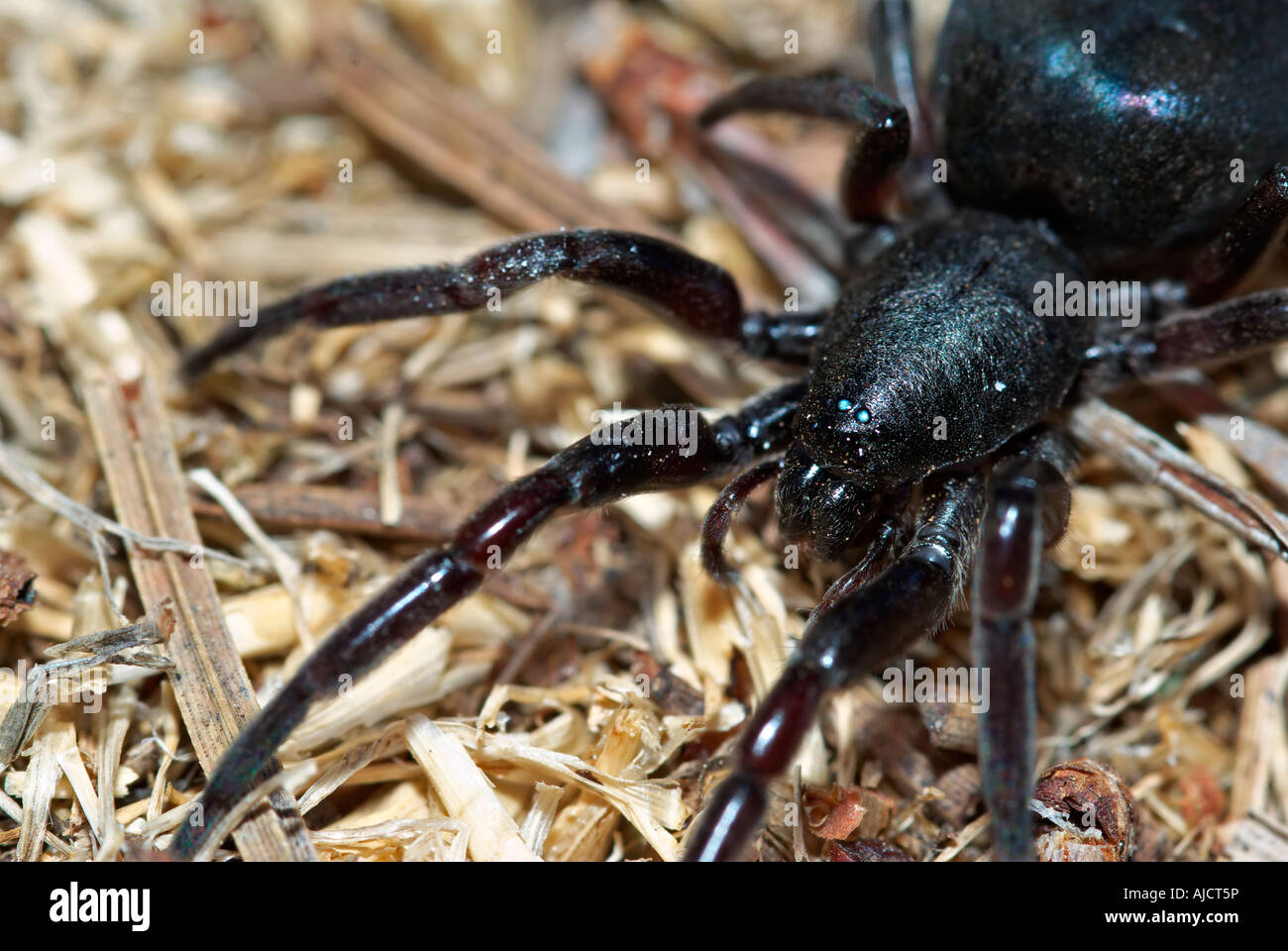 a close up of a big poisonous black spider with long legs in the garden mulch Stock Photo