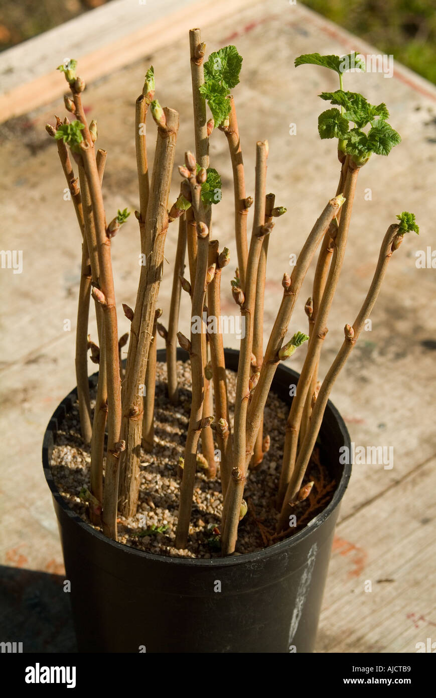 Black currant: propagation by cuttings Black currant: propagation by cuttings