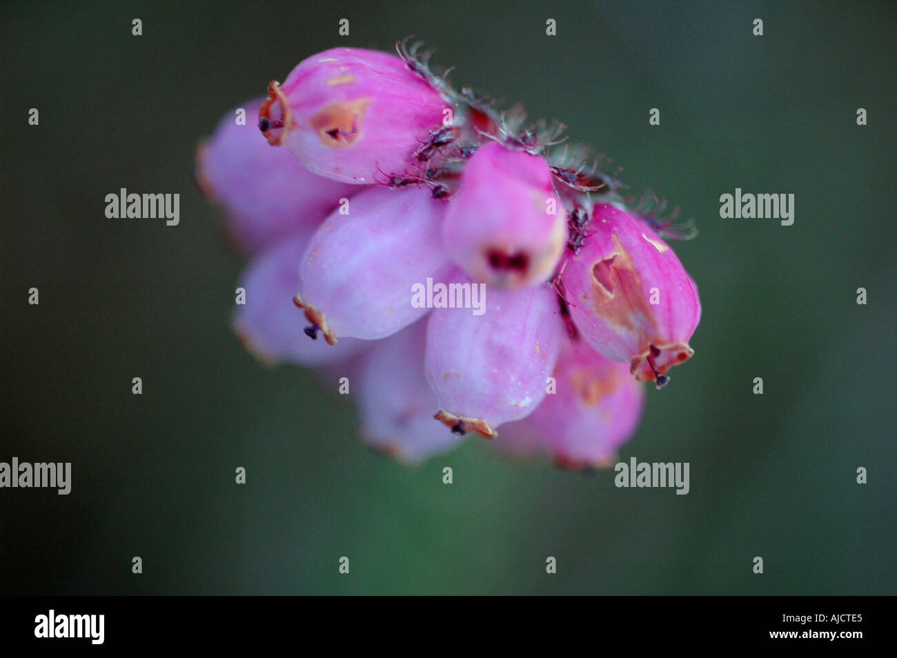 Flowers of bog heather Erica tetralix a plant native to peat bogs in