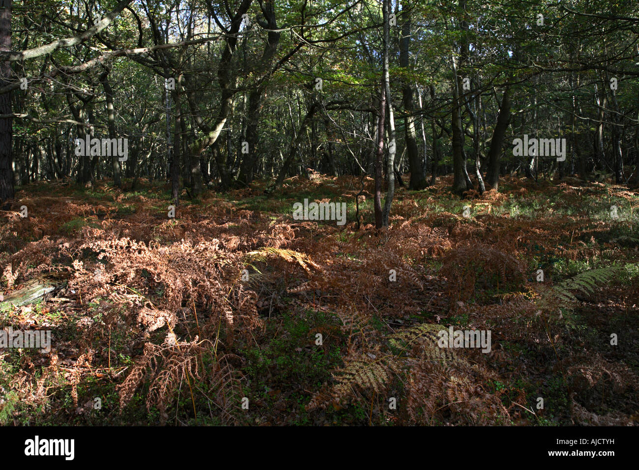 Bracken Twisted Oak Trees Wood Abinger Common Friday Street Surrey ...