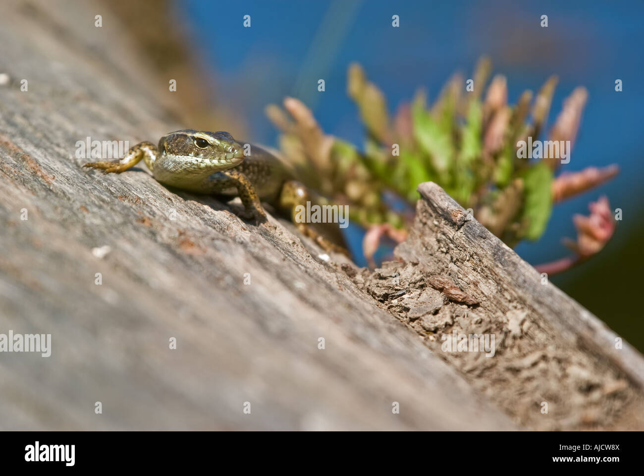 a eastern water skink lizard lays on a log Stock Photo
