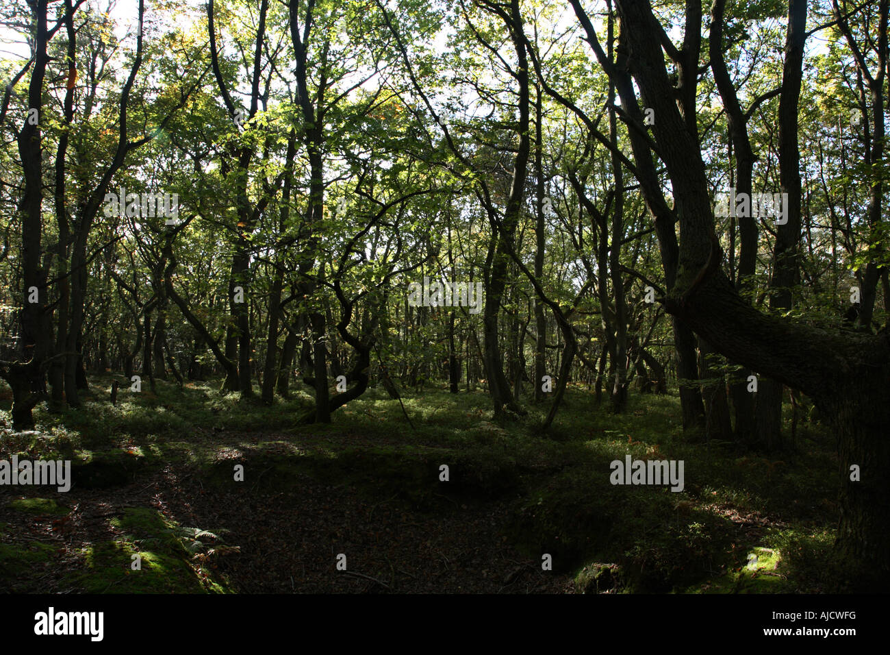 Twisted Oak Trees Wood Abinger Common near Friday Street Surrey England ...