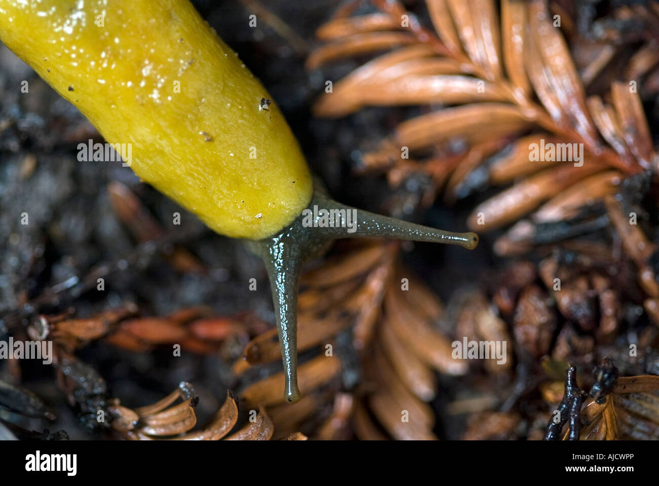 Banana slug Stock Photo
