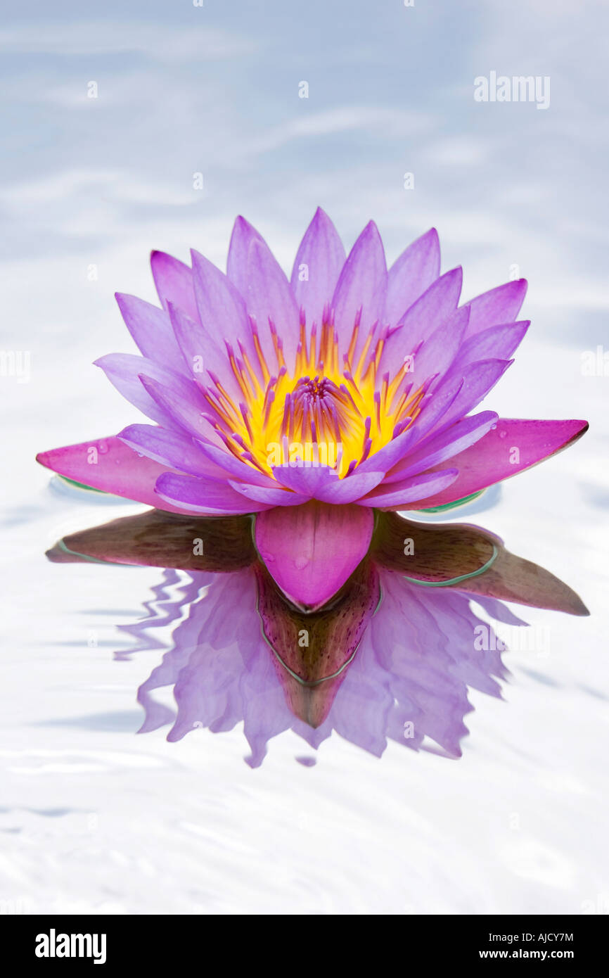 Water lily nymphaea caerulea hi-res stock photography and images - Alamy