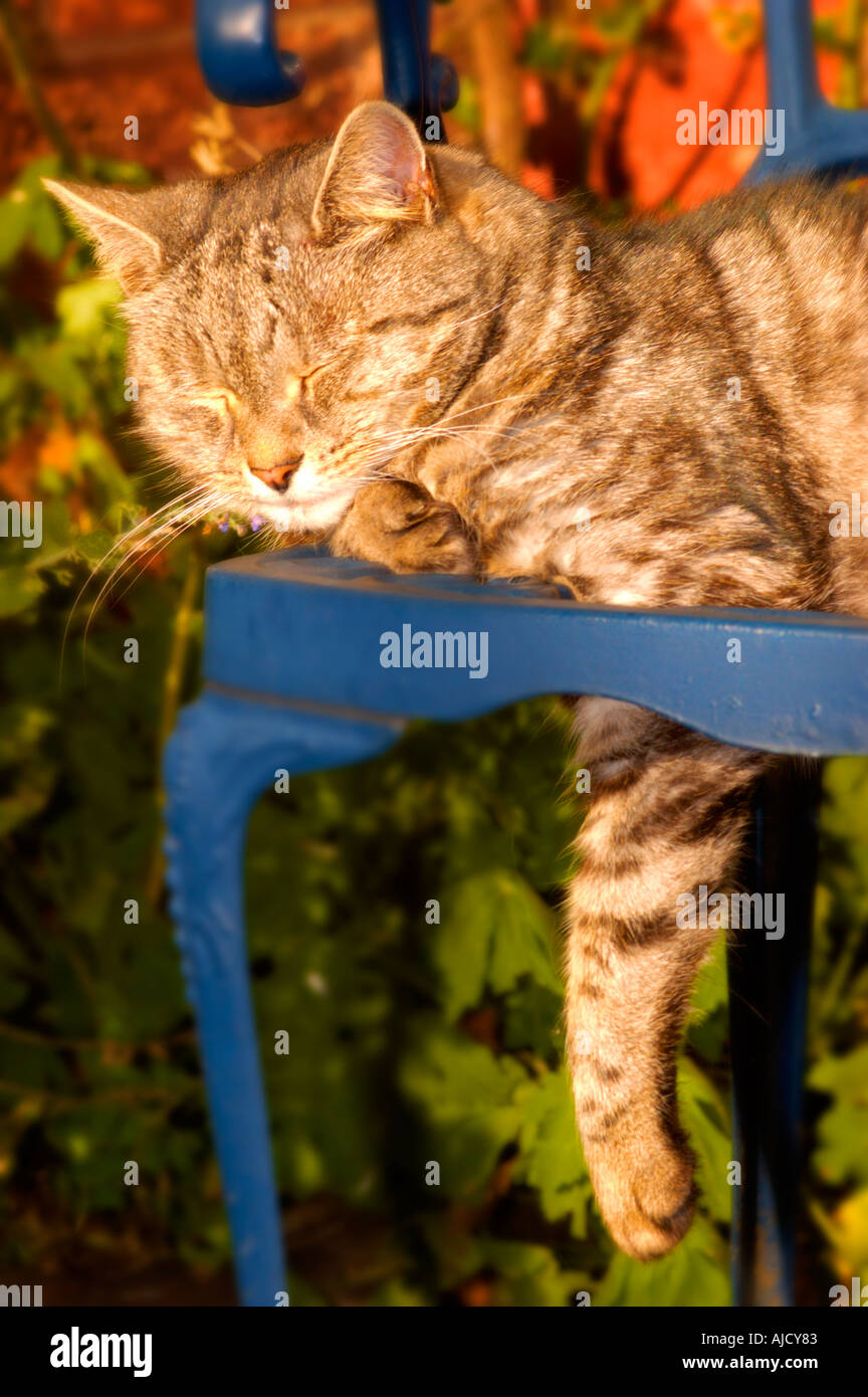 Cat sleeping on chair Stock Photo Alamy
