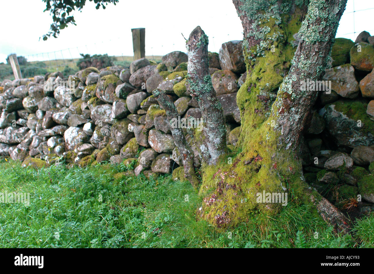 Dry stone wall with moss and tree Connemara Galway Ireland Stock Photo