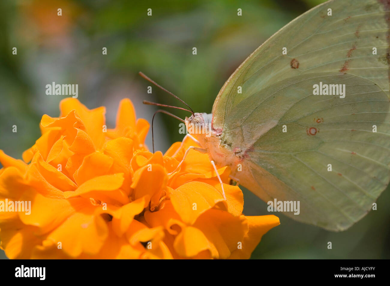 Butterfly landing on flower Stock Photo Alamy