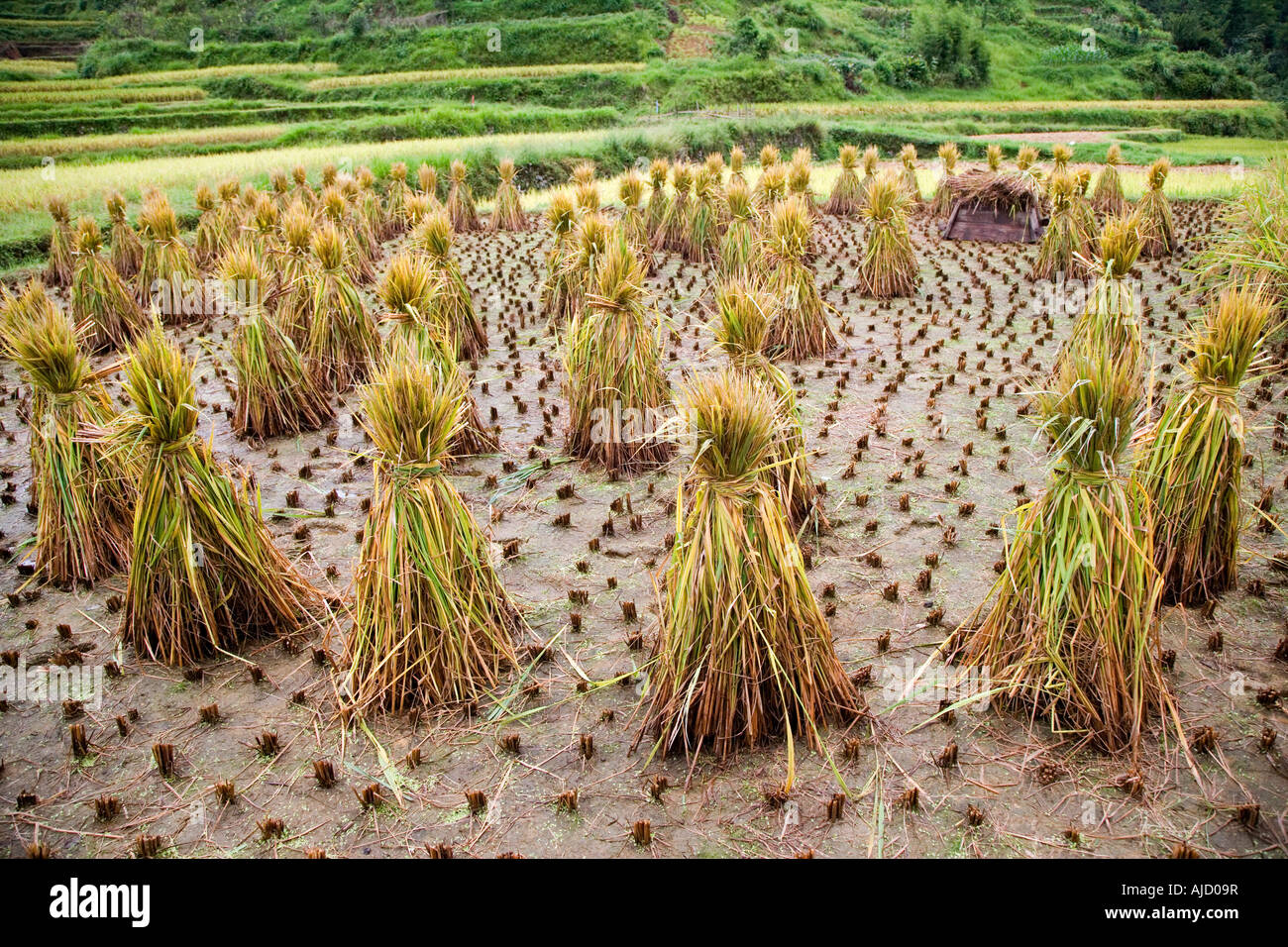 Bundled rice hi-res stock photography and images - Alamy