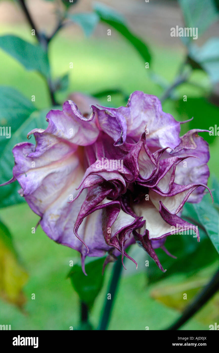 purple daytura flower Stock Photo