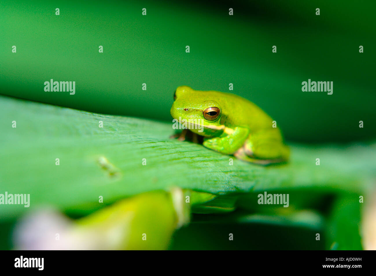 single eastern dwarf tree frog sitting on an iris stem Stock Photo Alamy