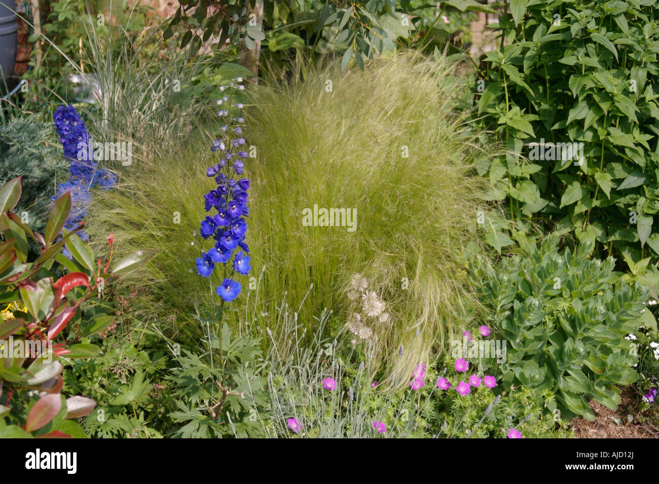 Stipa Tenuissima, Sedum and Delphiniums Blue in a sunny Surrey garden long Border Stock Photo