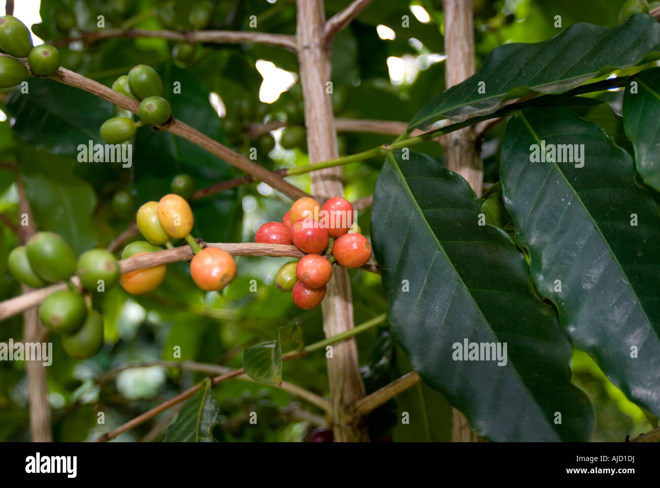 Kona Coffee Beens Stock Photo Alamy