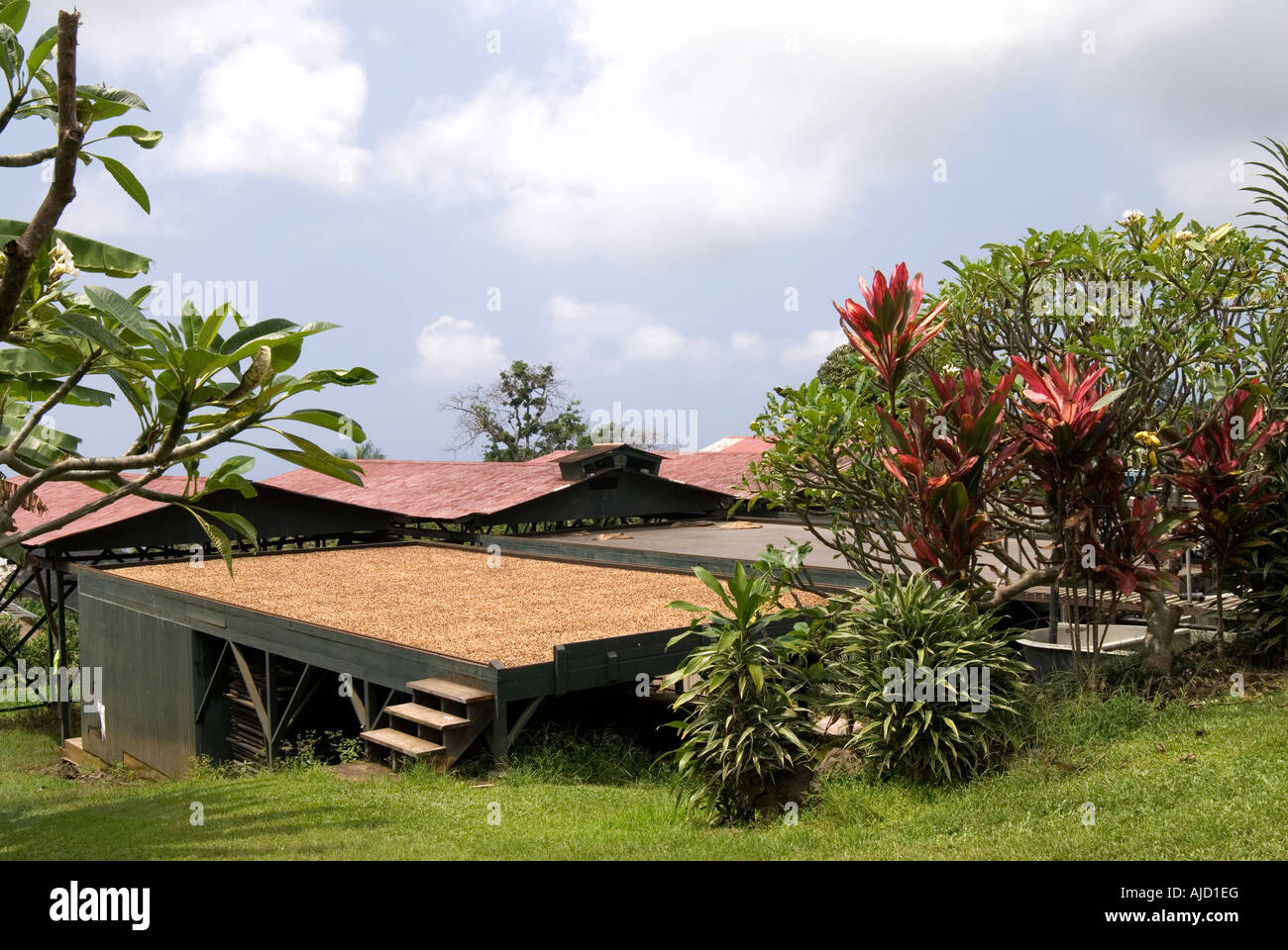Kona Coffee Plantation Stock Photo Alamy