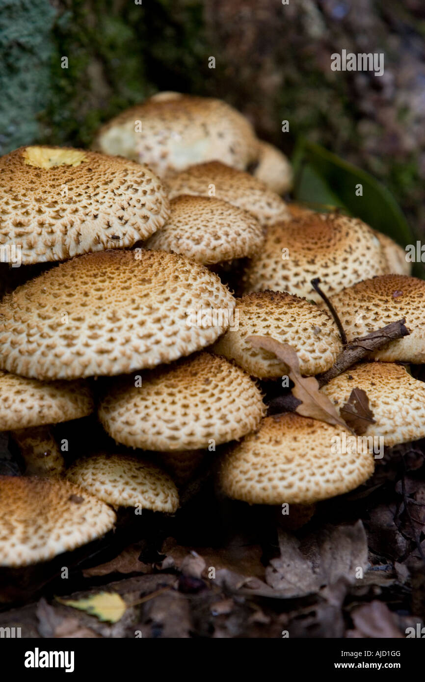 Poisonous mushrooms - Lepiota brunneoincarnata Stock Photo