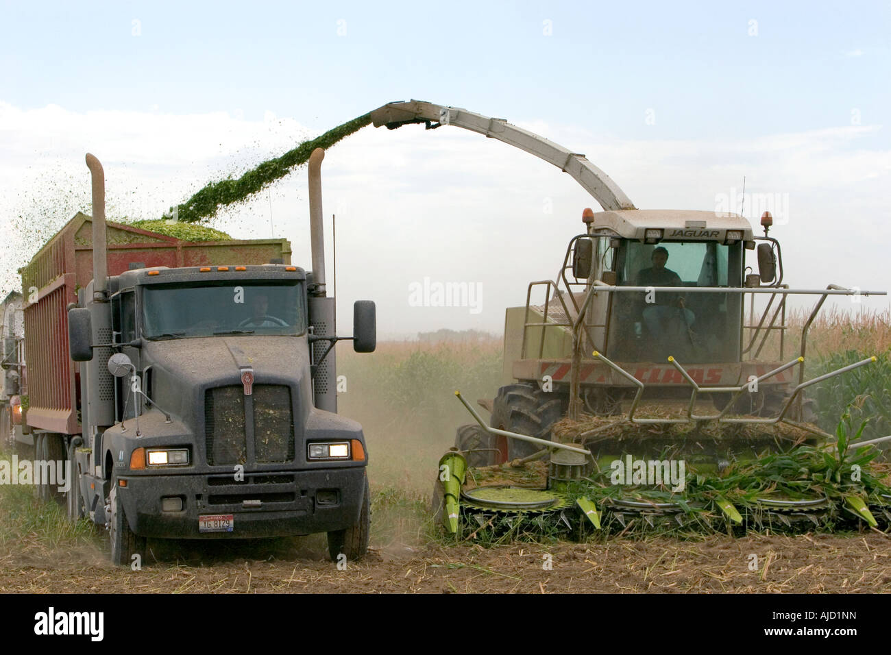 Silage corn harvest in Twin Falls County Idaho Stock Photo