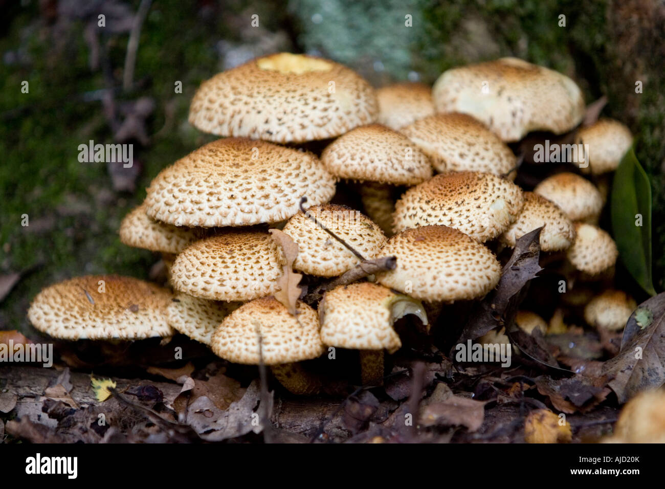 Poisonous mushrooms - Lepiota brunneoincarnata Stock Photo