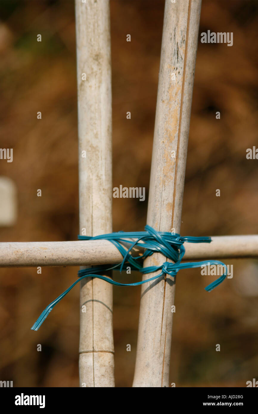 Bean poles and wire ties tied together in a surrey garden Stock Photo -  Alamy