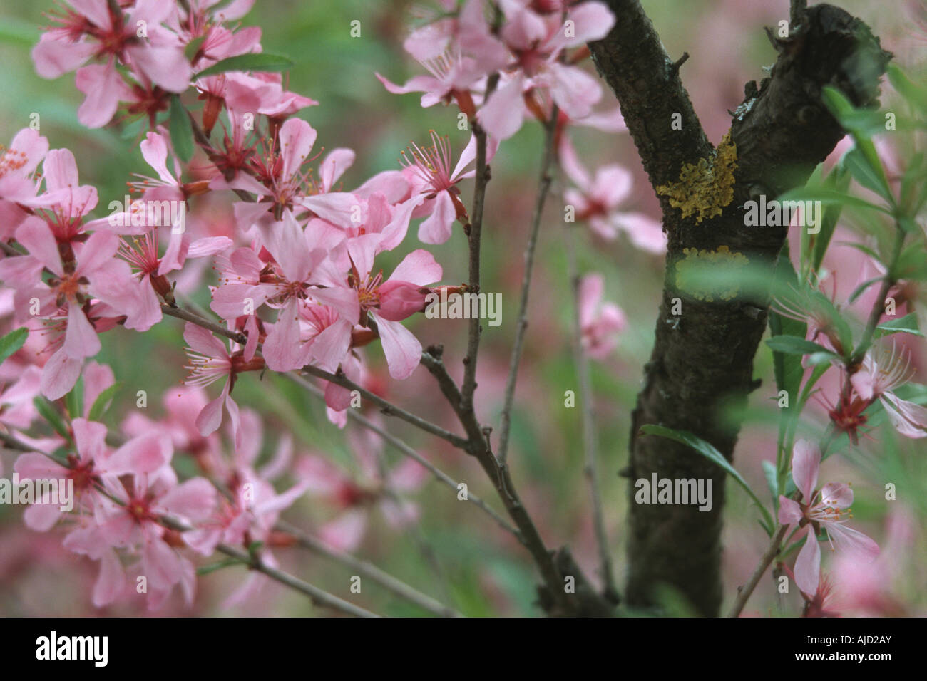 Dwarf Russian Almond, Russian Almond (Prunus tenella), blooming Stock Photo