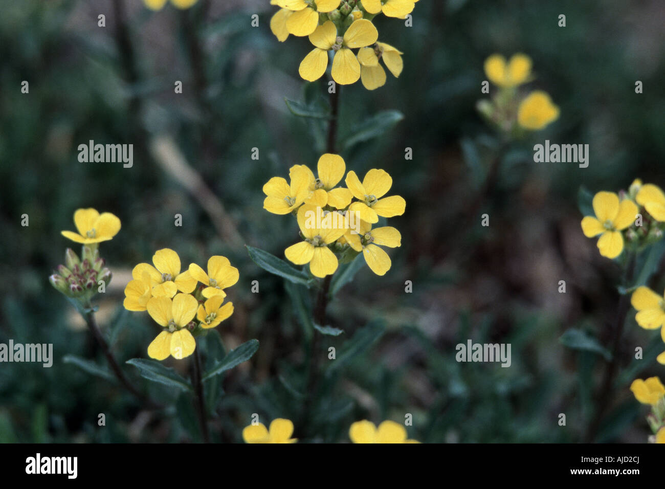 Dwarf wallflower (Erysimum pulchellum), blooming Stock Photo