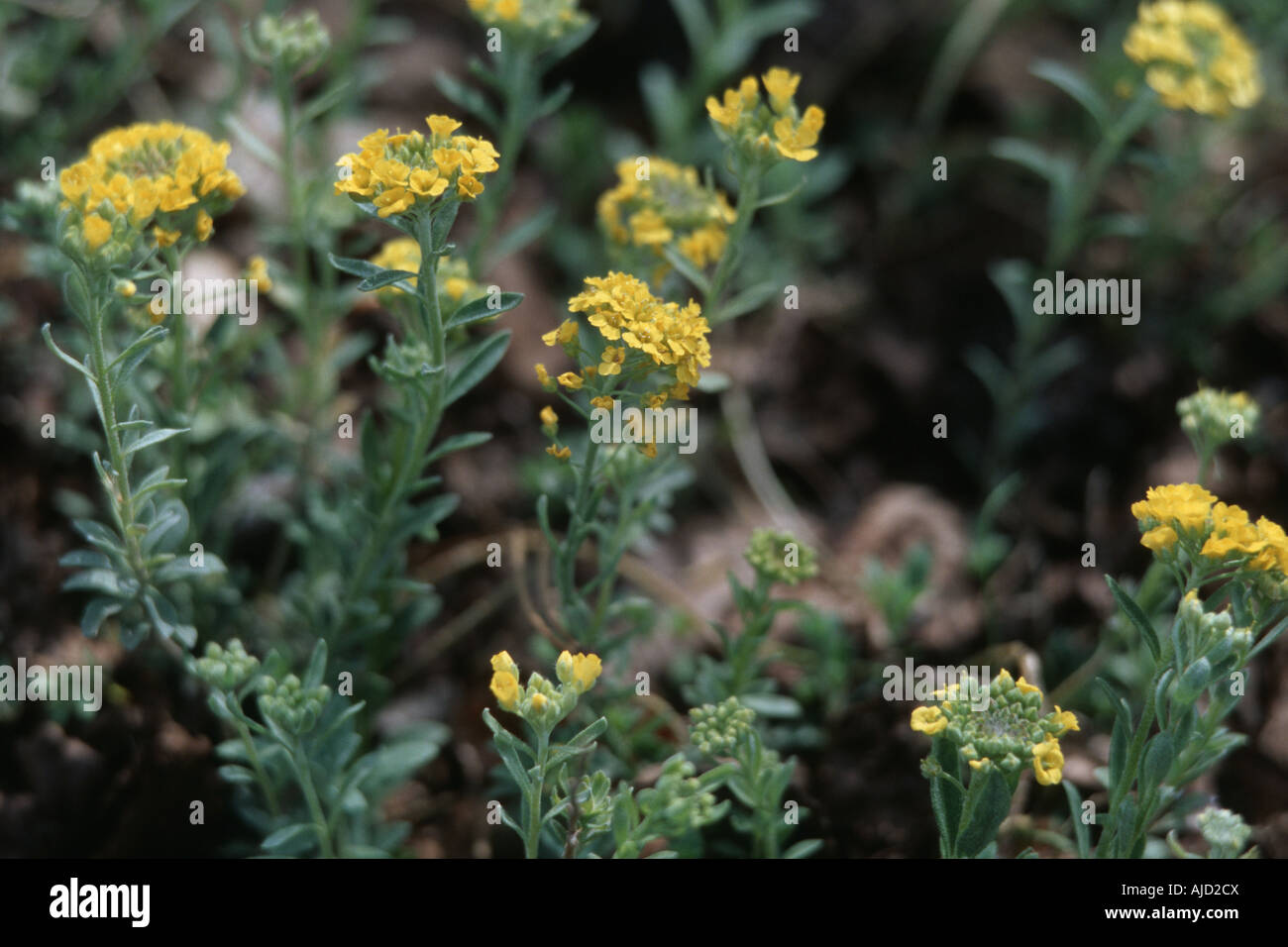 Perennial yellow alyssum hi-res stock photography and images - Alamy