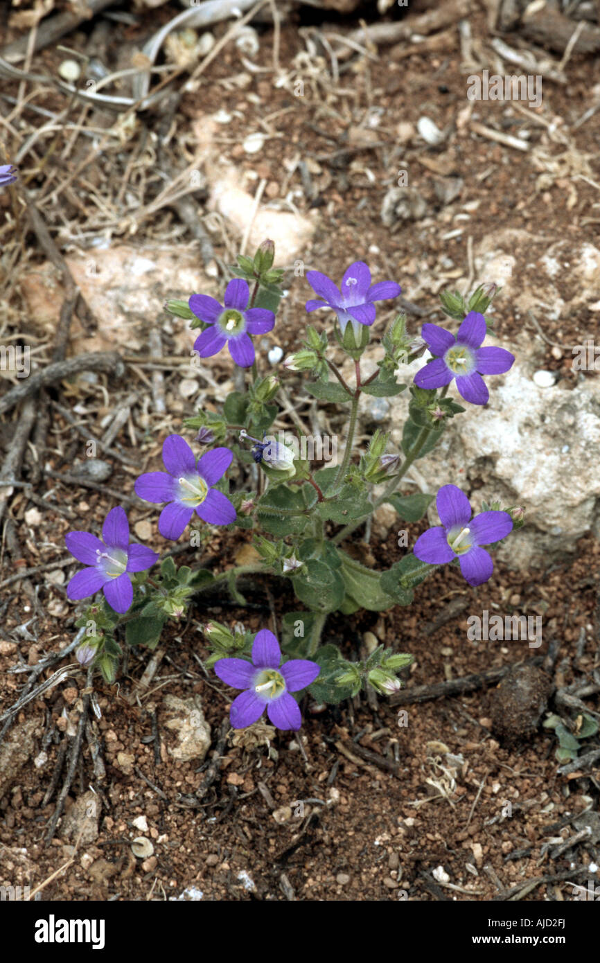 Campanula drabifolia (Campanula drabifolia), blooming, Greece, Peloponnes Stock Photo